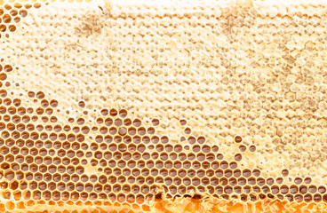 Fresh honeycomb textured background