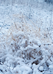Winter scene