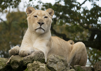 Female white lion