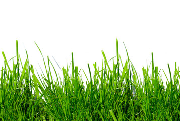 Obraz premium green grass on a white background isolated