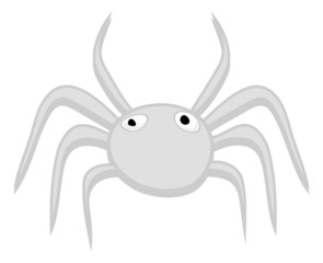 Spider Animal