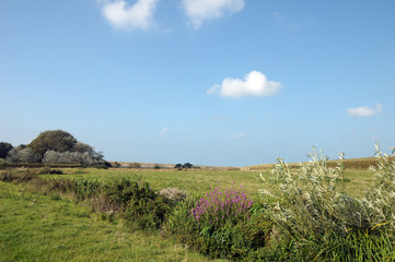 Obraz premium Abbotsbury Swannery in Dorset