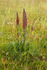 Digitalis parviflora. Calzones de cuquillo, Calzas de lobo.