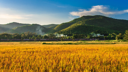 Train in gold rice field with mountain background - 72703396