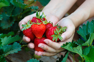 Fresh strawberries picked from a strawberry farm - 72703992