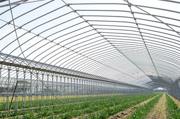 Naklejka premium ビニールハウス