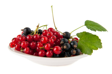 currant