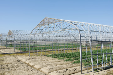 Obraz premium 野菜畑