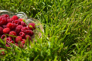 Ripe raspberry in a glass dish on a green grass