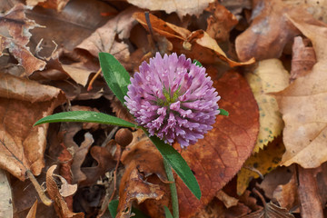 Clover flower.