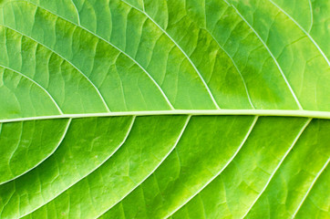 Texture background of backlight fresh green Leaf
