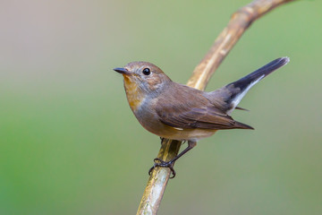 Close up of Red-throated Flycatcher (Ficedula albicilla)