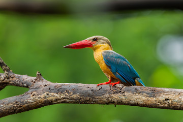 Side view of  Stork-billed Kingfisher (Pelargopsis capensis)