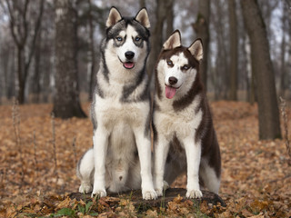 Portrait of Siberian Husky