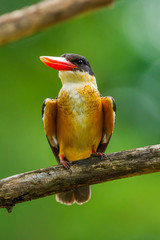 Portrait of Black-capped Kingfisher (Halcyon pileata) in nature