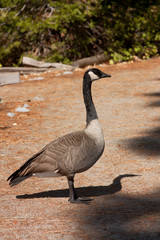 Canada goose