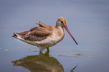 Close up of Eastern Black-tailed Godwit (Limosa melanuroides)