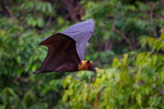 Flying male Lyle's flying fox (Pteropus lylei)