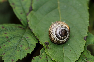 Schnecken