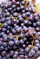 Grape bunches freshly plucked