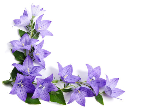 Photo corner made of Bellflowers isolated on white background