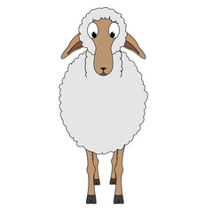sheep