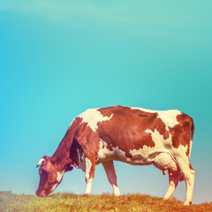 Cow Instagram