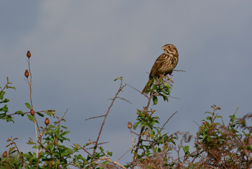 strillozzo (Emberiza calandra)