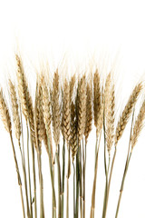 Fototapeta premium ears of wheat