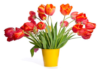 Beautiful bouquet of tulips in yellow pot isolated on white back