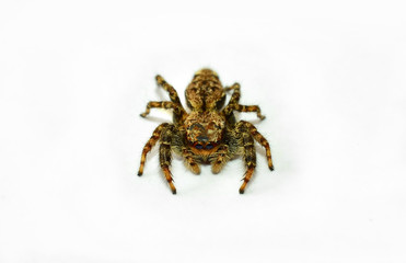 Zebraspringspinne