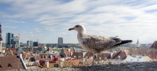 Seagull on a background of the old city. Tallinn.