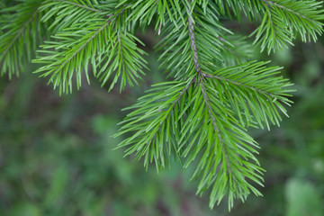 Evergreens