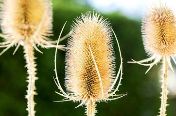 Three dry thistle