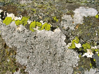 Natural patterned rock with lichen.