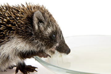 hedgehog drinking milk