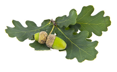 acorns