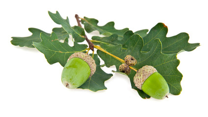 acorns