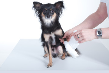 Hund mit Verband um Pfote wird behandelt Porträt
