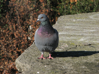 Piccione, Uccelli, Animali