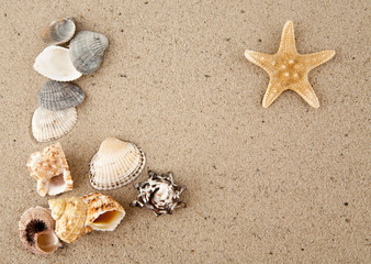 Fototapeta premium starfish and cockleshells