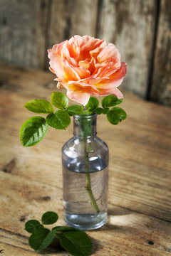 Beautiful cream rose in bottle on wooden background