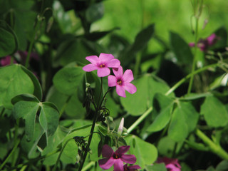 Fiori, Spontanei, Viola