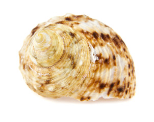 Obraz premium cockleshell