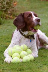 Springer Spaniel hoards tennis balls © martincp