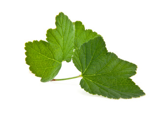 Fototapeta premium leaves