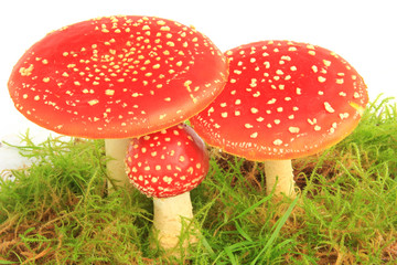 Fliegenpilz (Amanita muscaria)