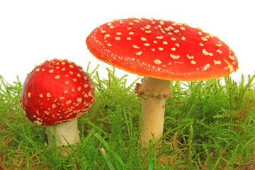 Fliegenpilz (Amanita muscaria)