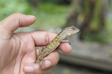 lizard in hand