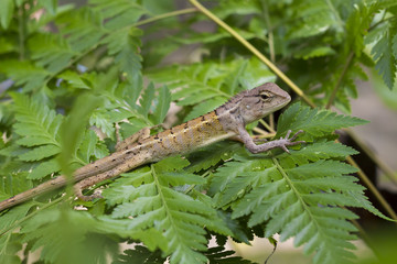 lizard on fern